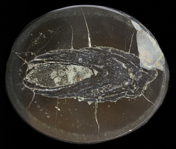 Bargain Polished Fish Coprolite (Fossil Poo) - Scotland #44680